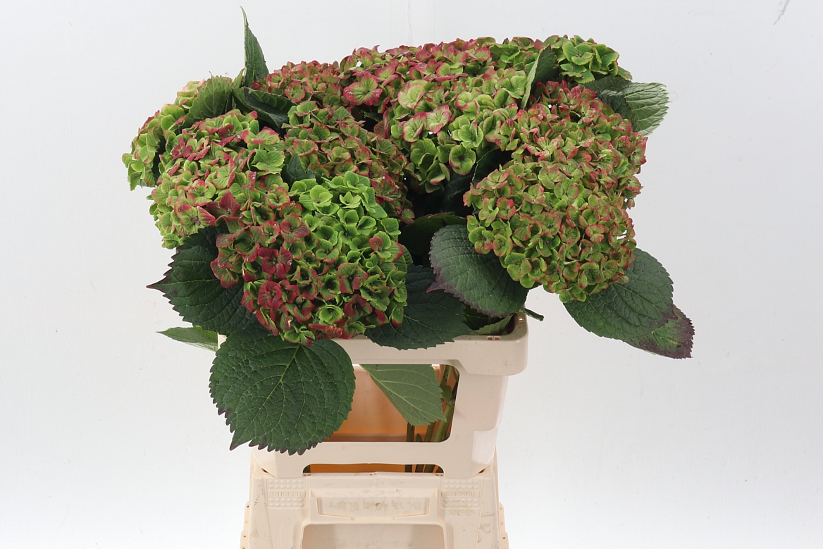Hydrangea Amathyst 60cm 20Ø