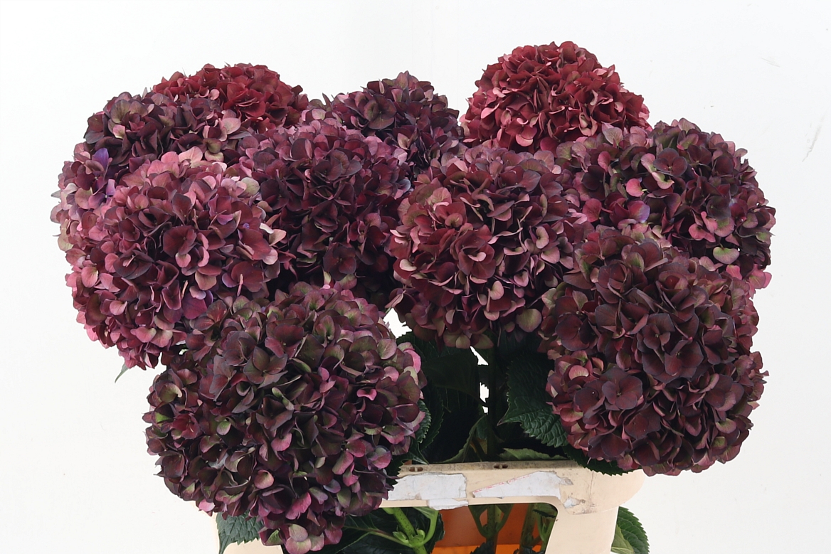 Hydrangea Ruby Choco 80cm 23Ø