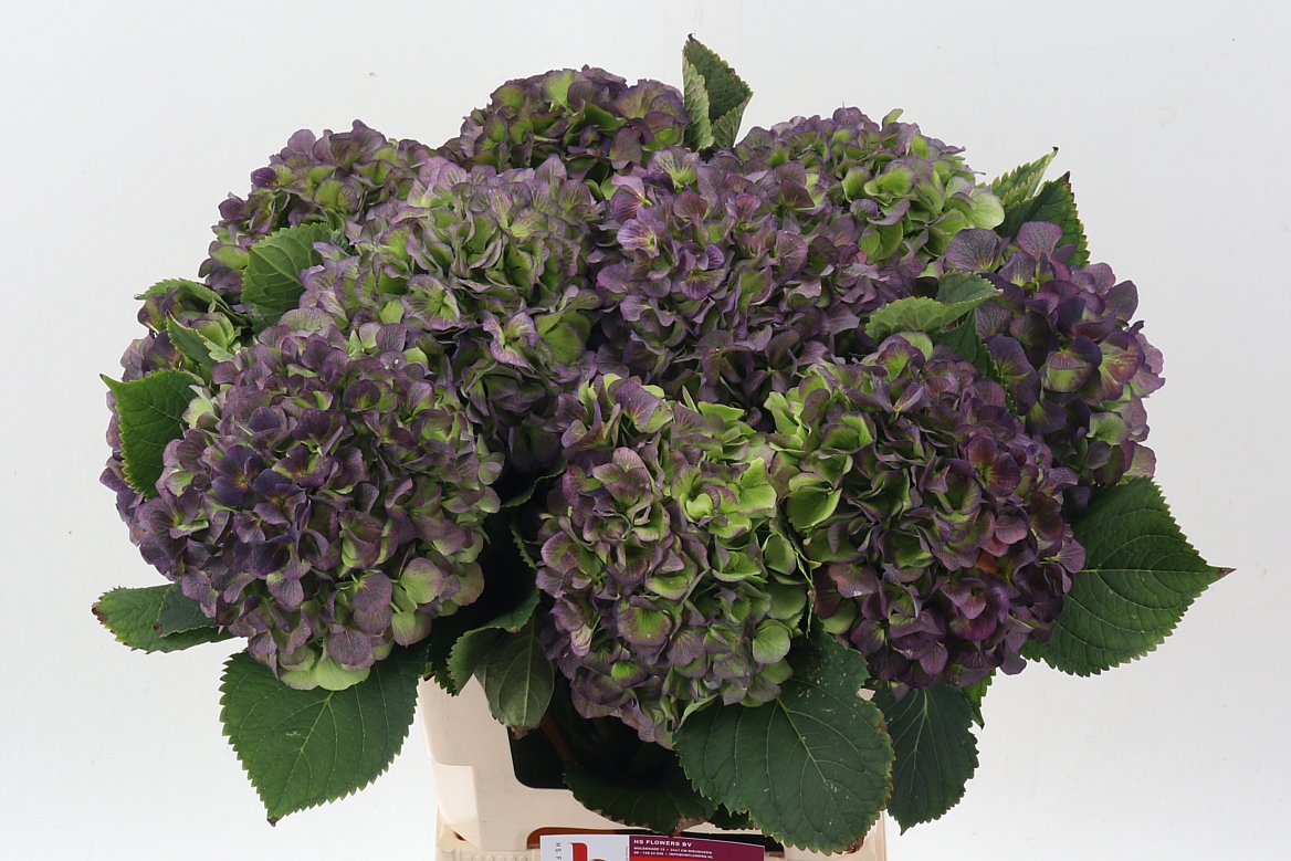 Hydrangea Verena Classic Blue 60cm 20Ø