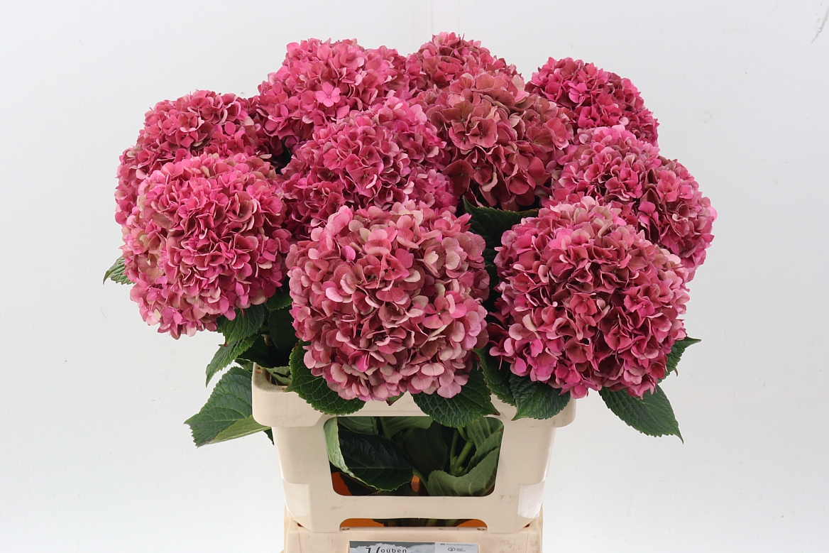 Hydrangea Glowing Alps Classic 60cm 19Ø