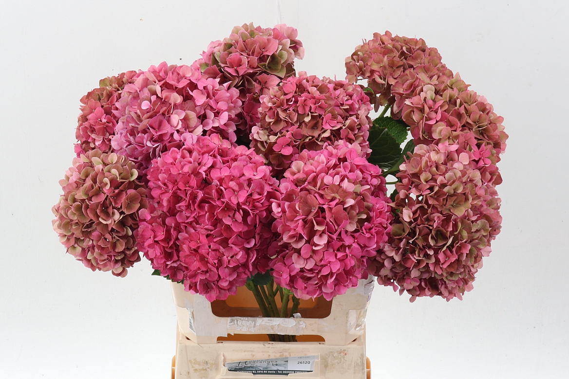 Hydrangea Glowing Alps Classic 60cm 18Ø