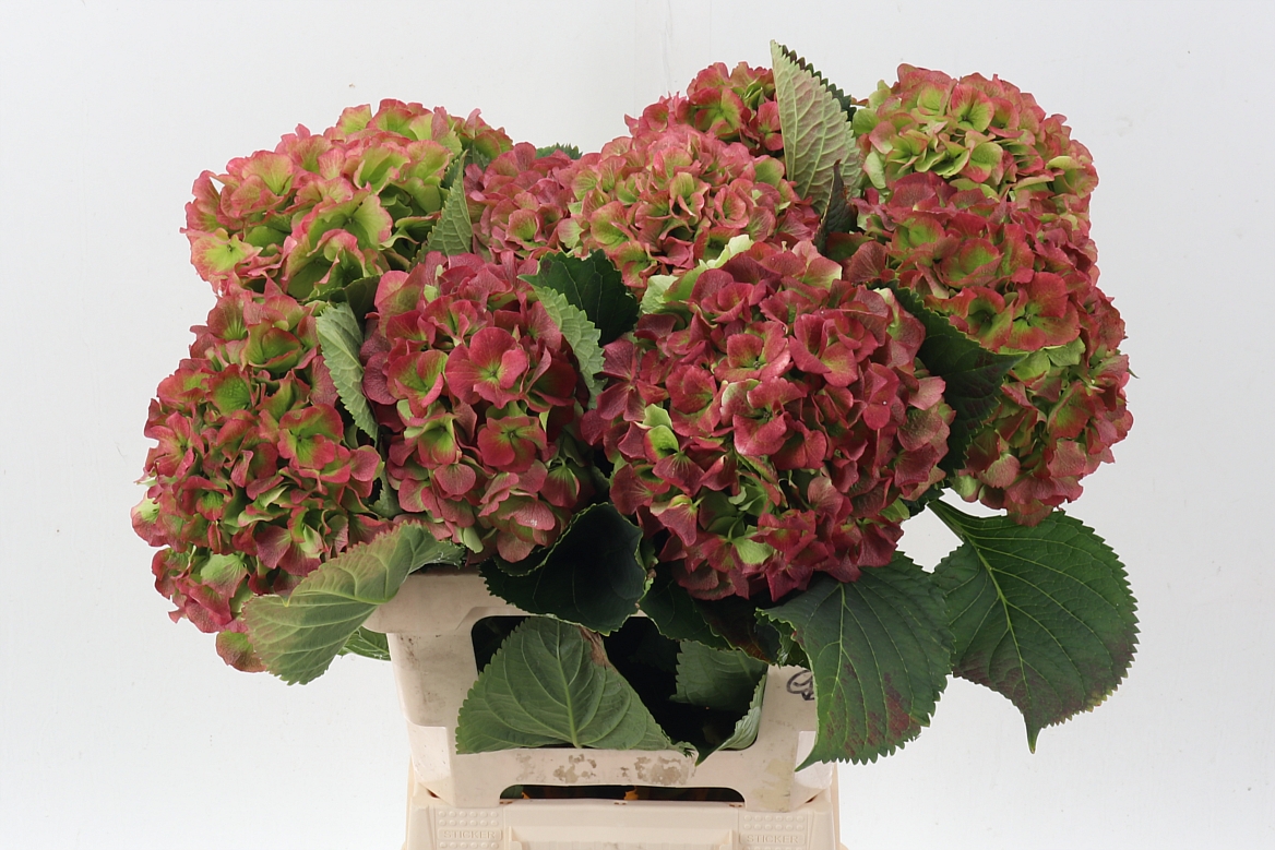 Hydrangea Verena Classic Pink 60cm 20Ø