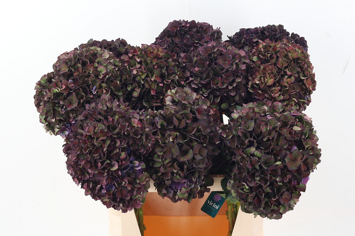 Hydrangea Ruby Choco 80cm 22Ø