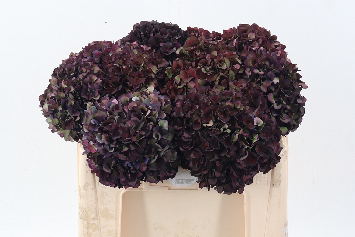 Hydrangea Ruby Choco 50cm 18Ø