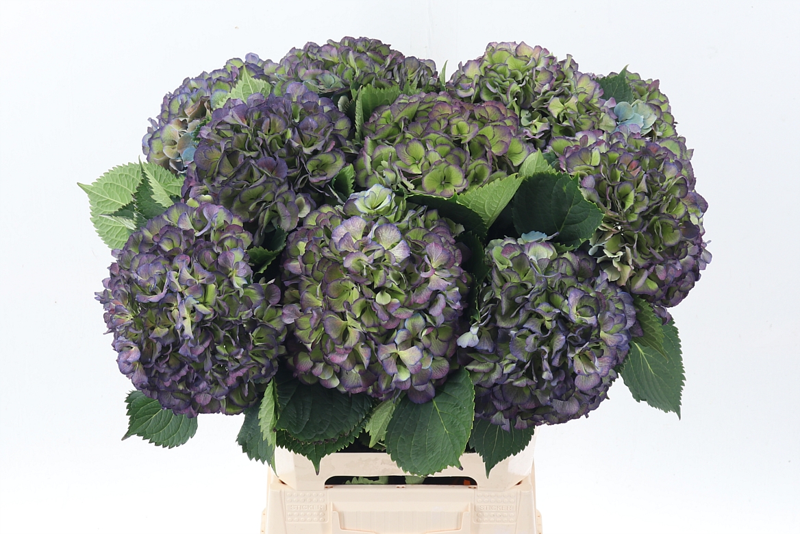 Hydrangea Elbtal Classic Pink 60cm 20Ø