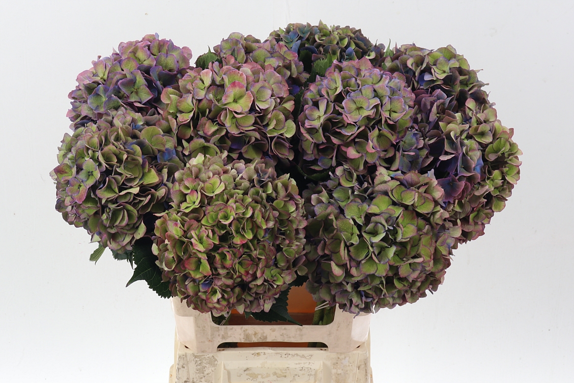 Hydrangea Royal Opera Classic 60cm 20Ø