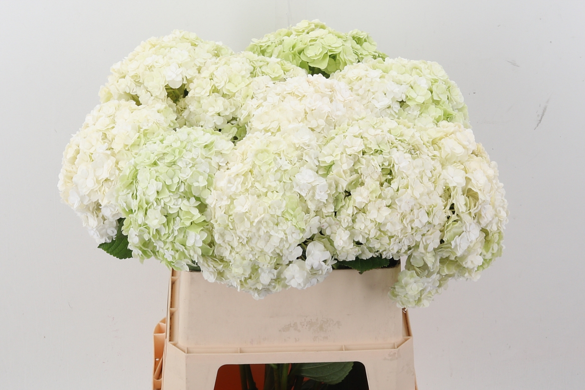 Hydrangea Roy Highne Classic 80cm 25Ø