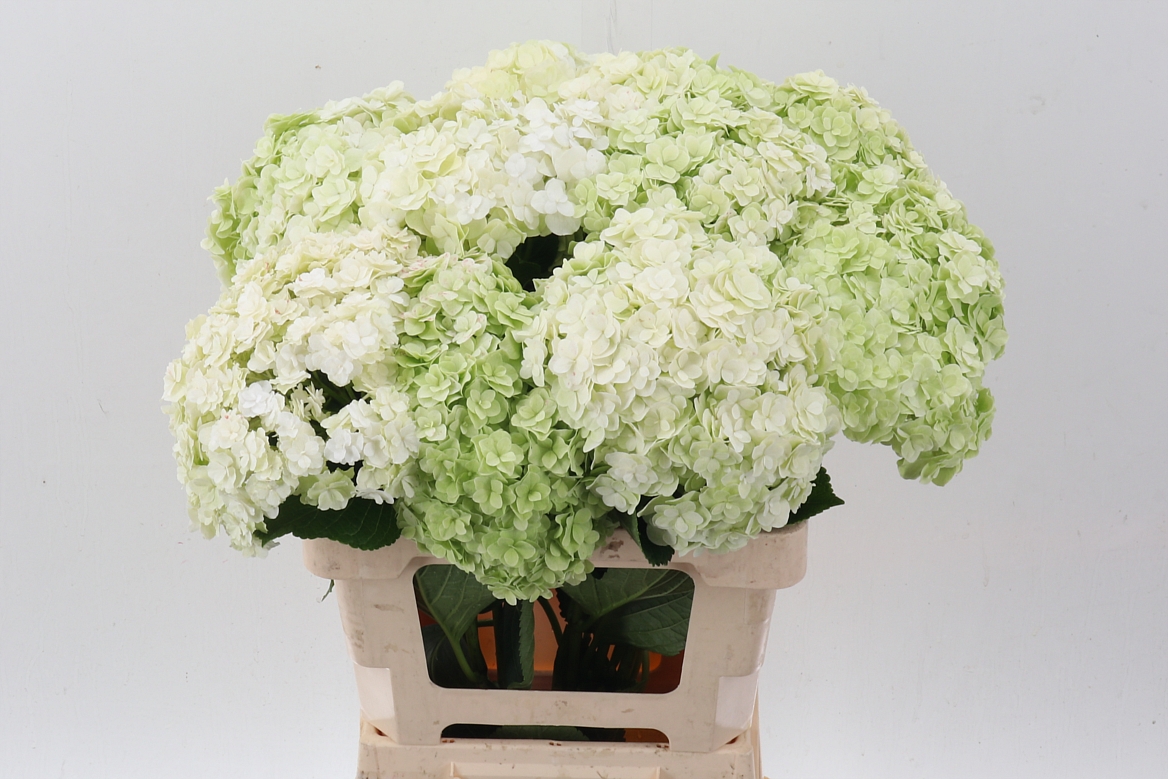 Hydrangea Roy Highne Classic 60cm 22Ø