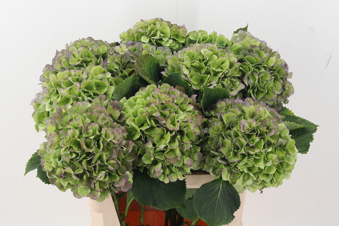 Hydrangea Verena Classic Blue 80cm 22Ø