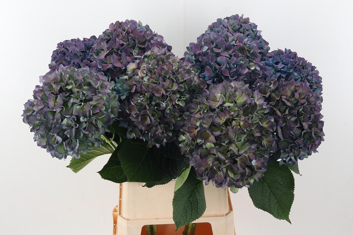 Hydrangea Pimpernel Classic 100cm 26Ø