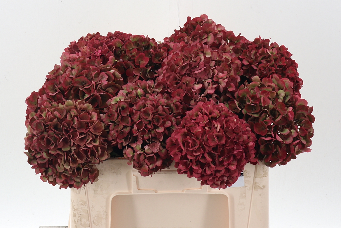 Hydrangea Ruby Pink Classic 50cm 16Ø