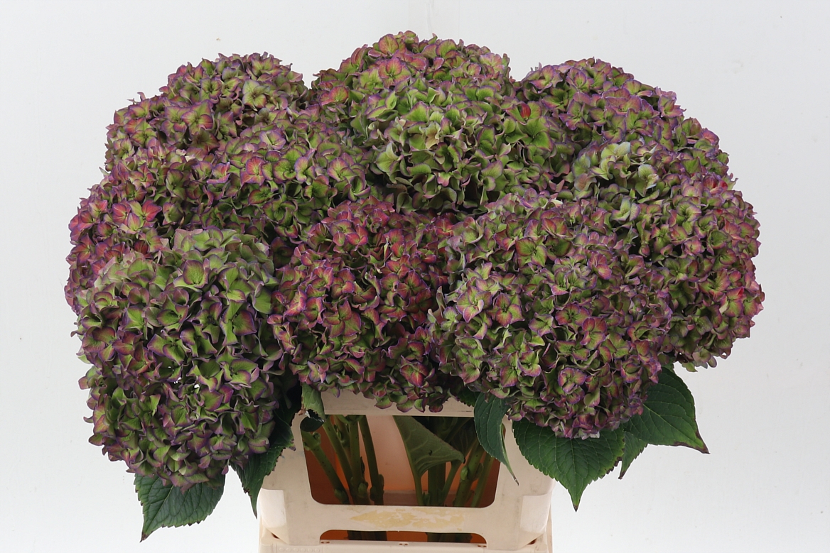 Hydrangea Rodeo Classic Pink 60cm 21Ø