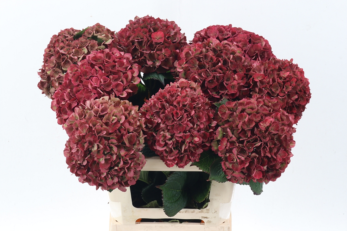 Hydrangea Ruby Pink Classic 60cm 17Ø