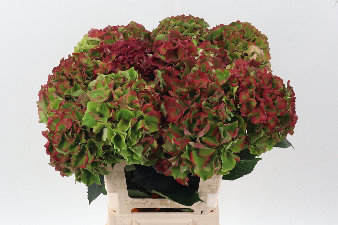 Hydrangea Royal Palace Classic 60cm 20Ø