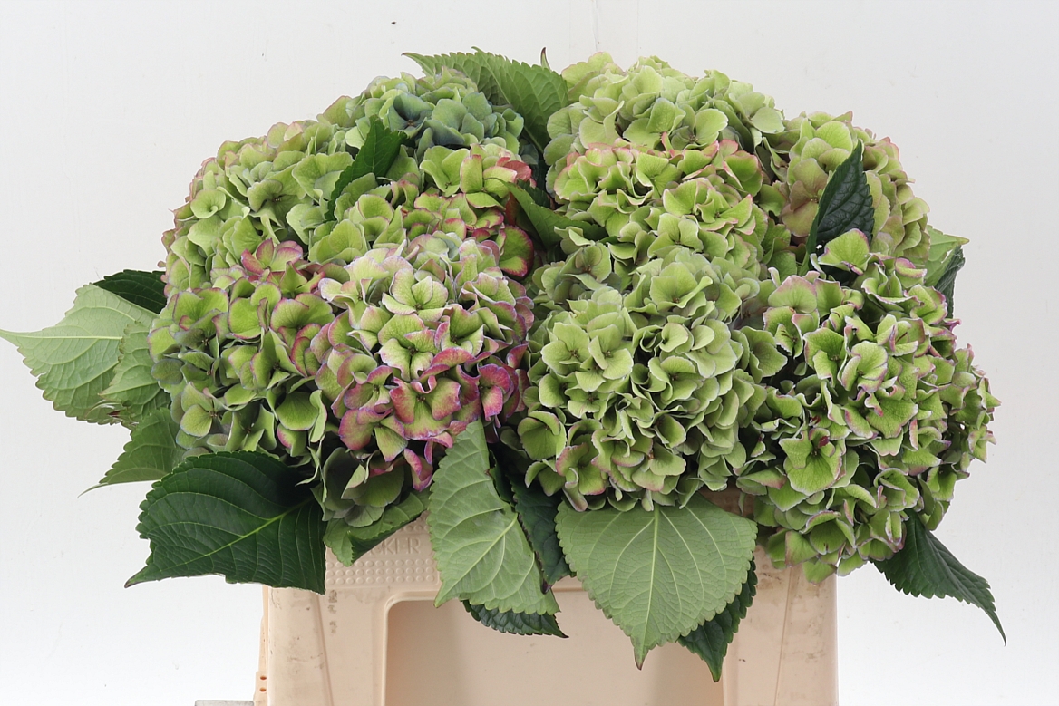 Hydrangea Royal Love Classic Blue 50cm 18Ø