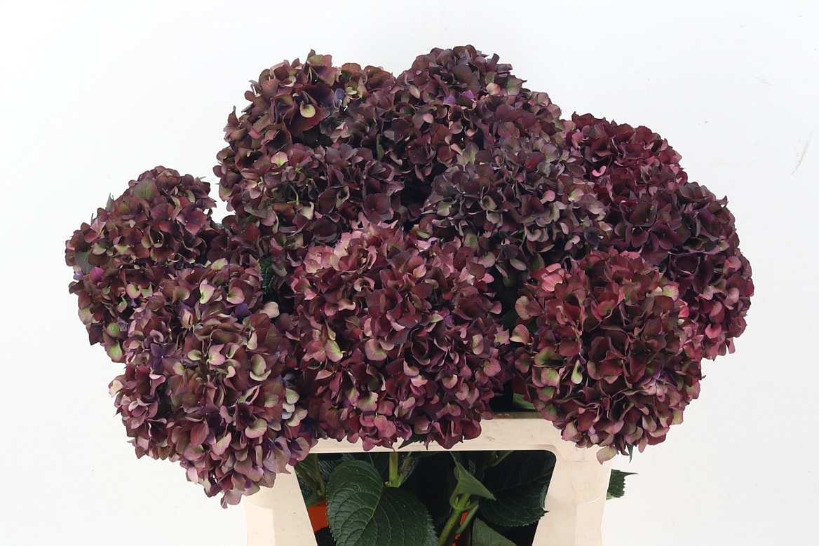 Hydrangea Ruby Choco 80cm 22Ø