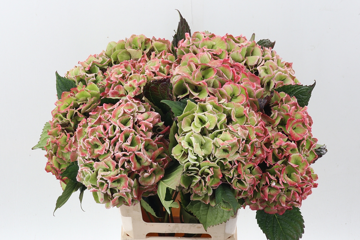 Hydrangea Royal Love Classic 60cm 21Ø