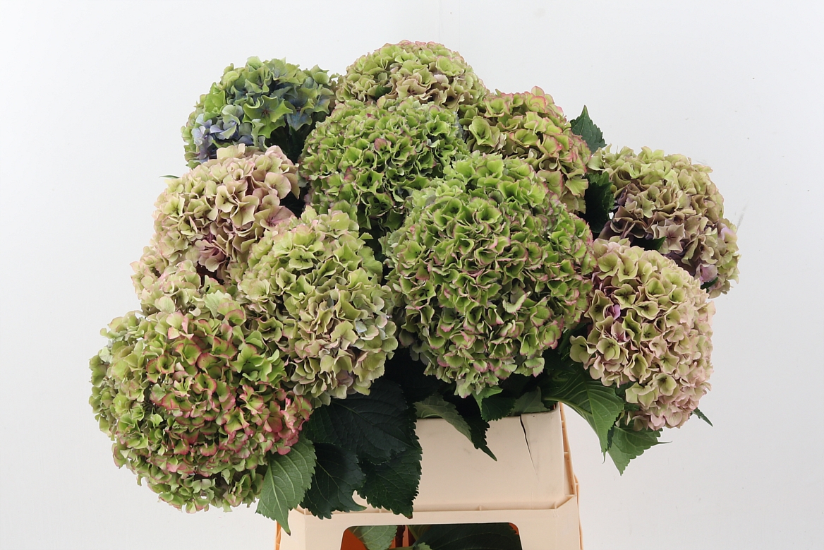 Hydrangea Royal Parade Classic 90cm 26Ø