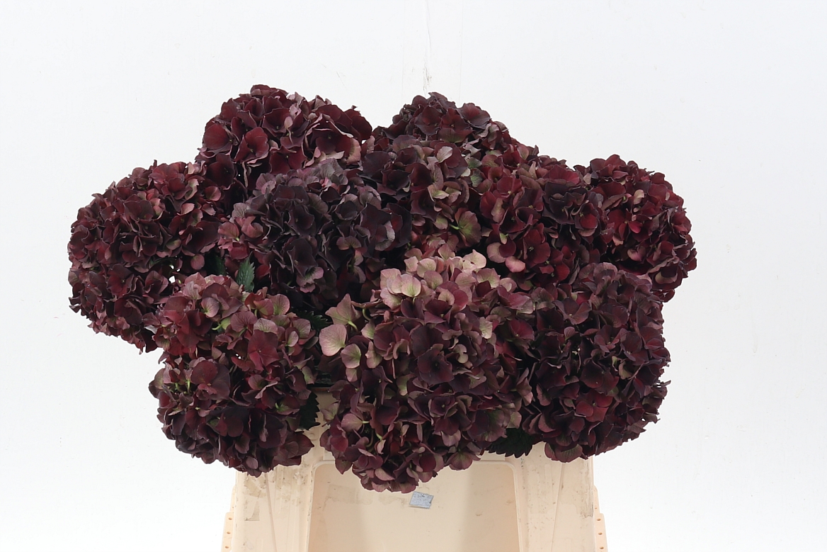 Hydrangea Dark Ruby Classic 40cm 16Ø