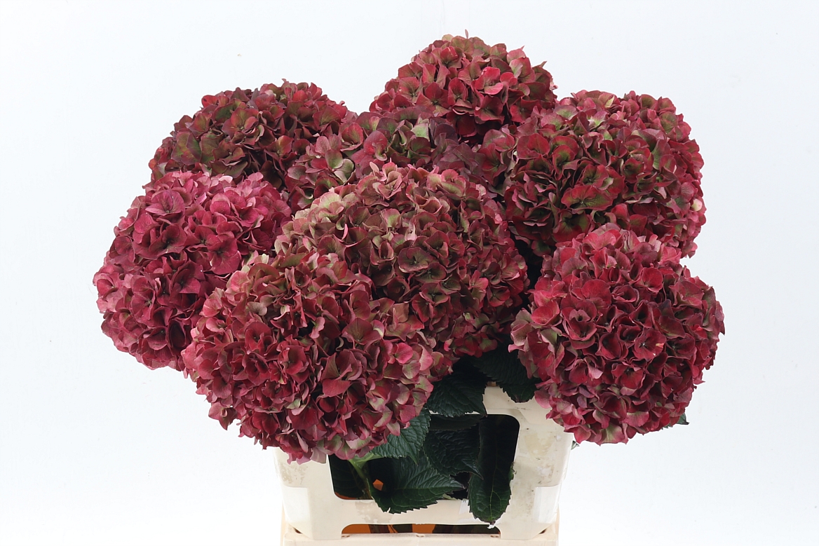 Hydrangea Ruby Pink Classic 60cm 18Ø