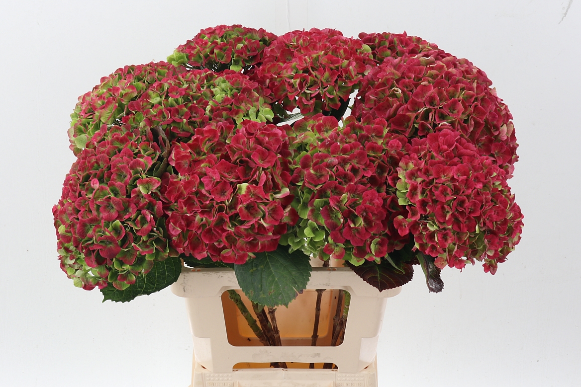 Hydrangea Amathyst 60cm 18Ø
