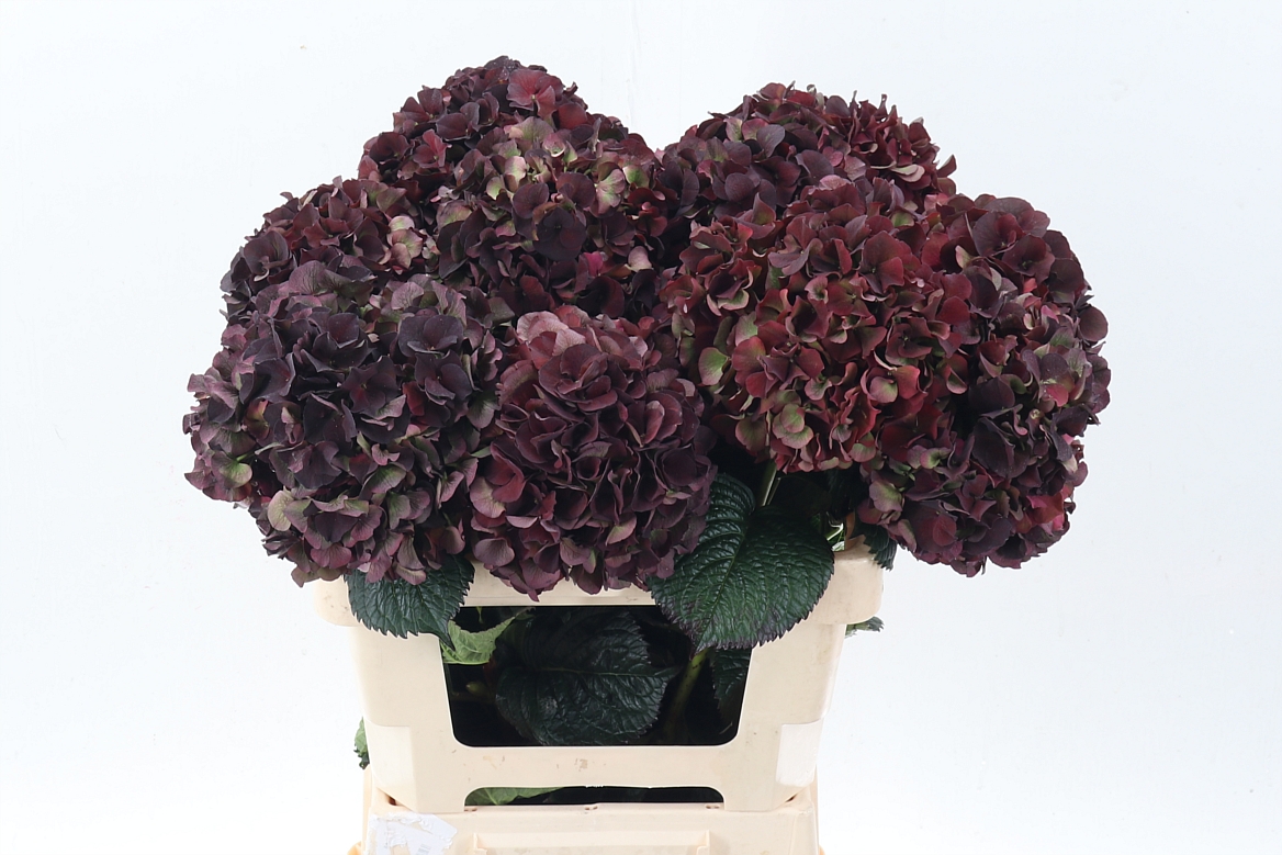 Hydrangea Dark Ruby Classic 60cm 18Ø