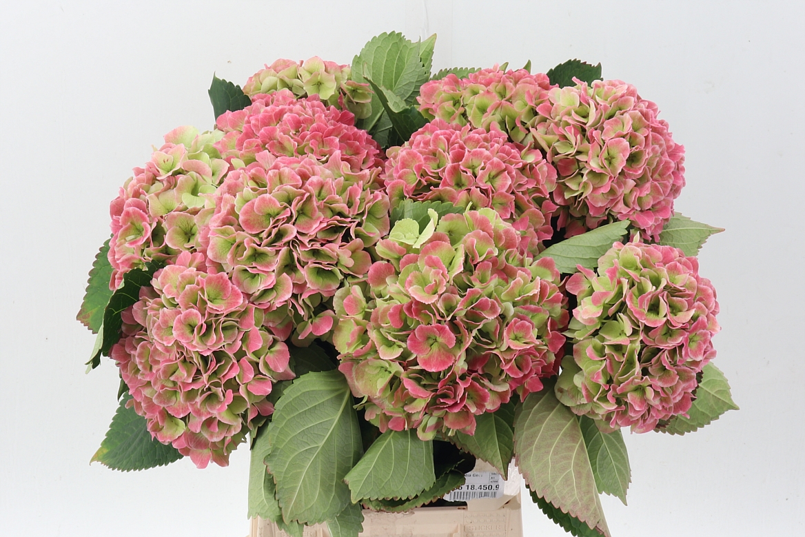 Hydrangea Monika Classic 60cm 22Ø
