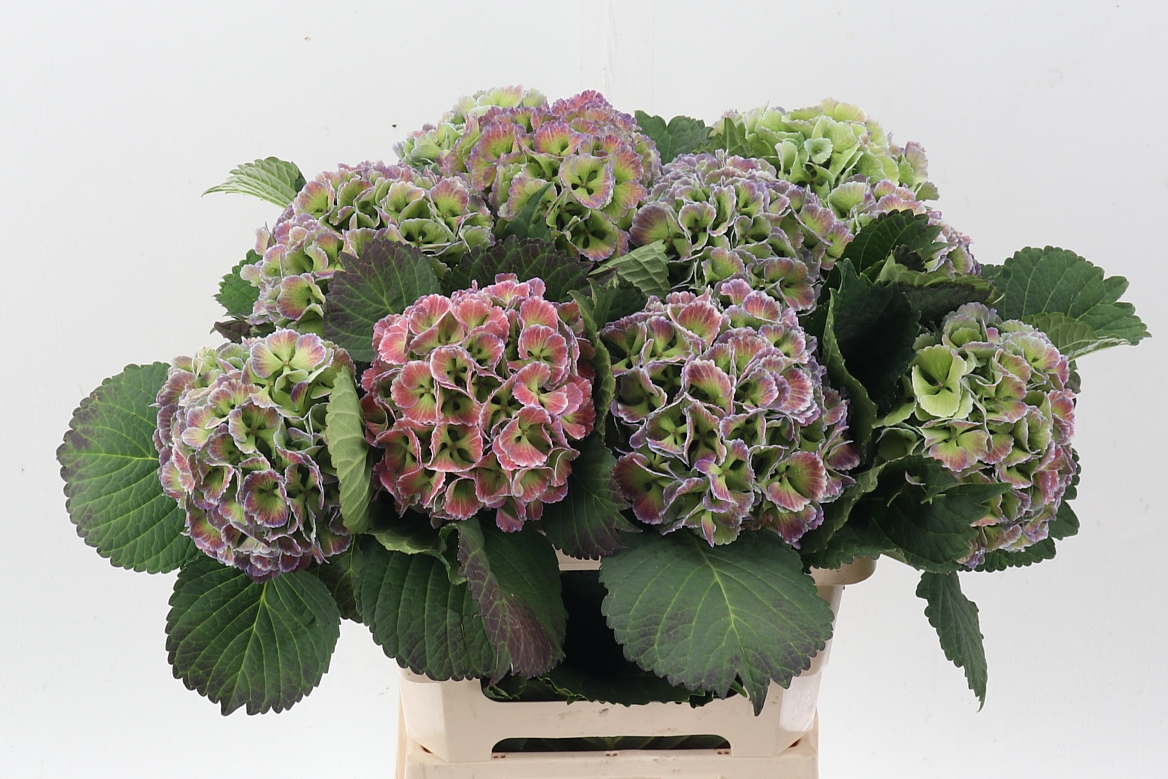 Hydrangea Lollypop Clas 60cm 15Ø