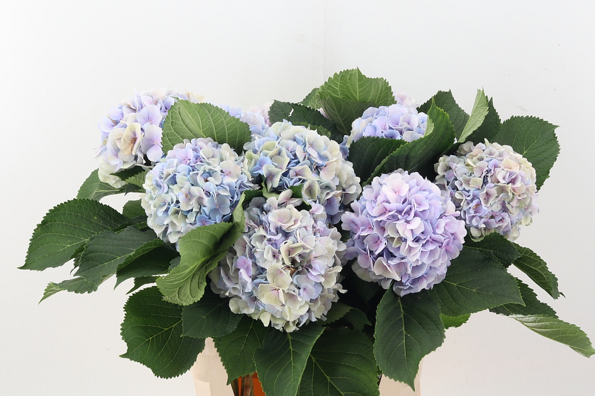 Hydrangea Verena Classic Blue 80cm 20Ø