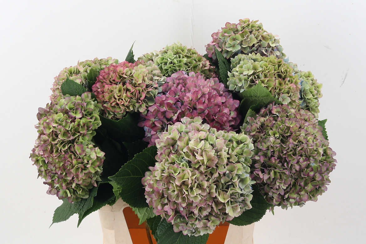 Hydrangea Hilde Moor Classic 80cm 20Ø