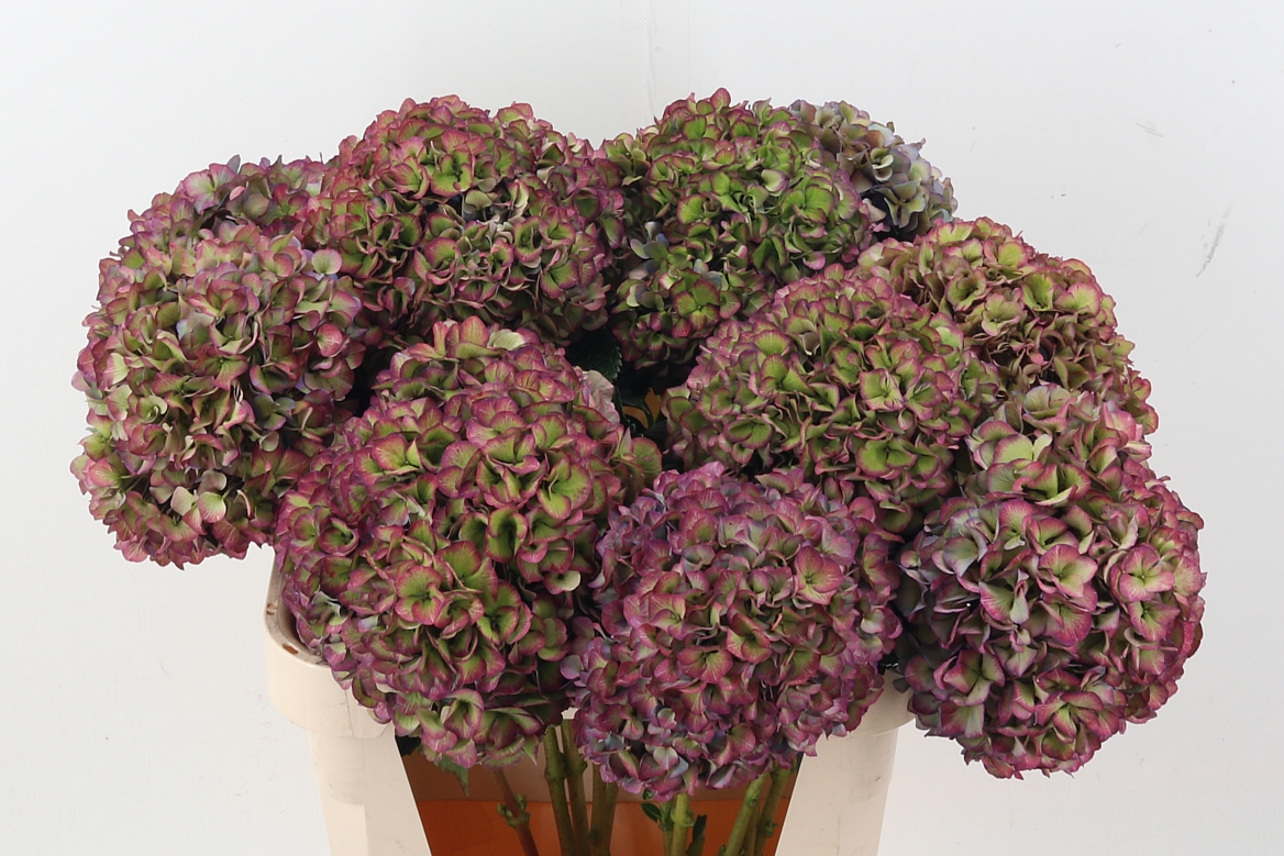 Hydrangea Glowing Alps Classic Purple 80cm 22Ø