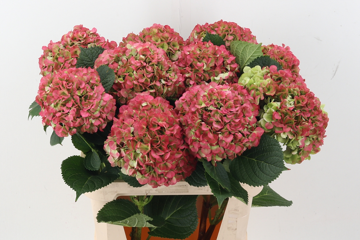 Hydrangea My Vienna Classic 80cm 22Ø