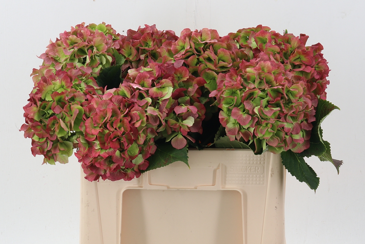 Hydrangea Verena Classic Pink 50cm 18Ø