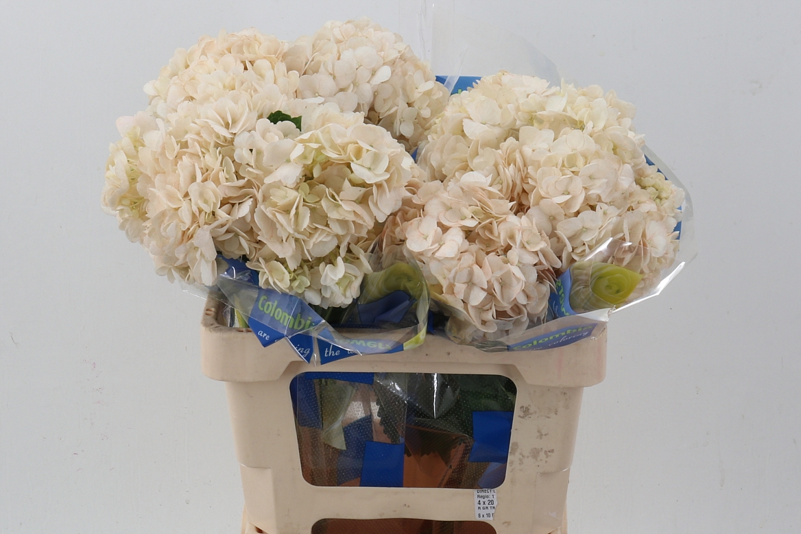 Hydrangea 60cm 15Ø