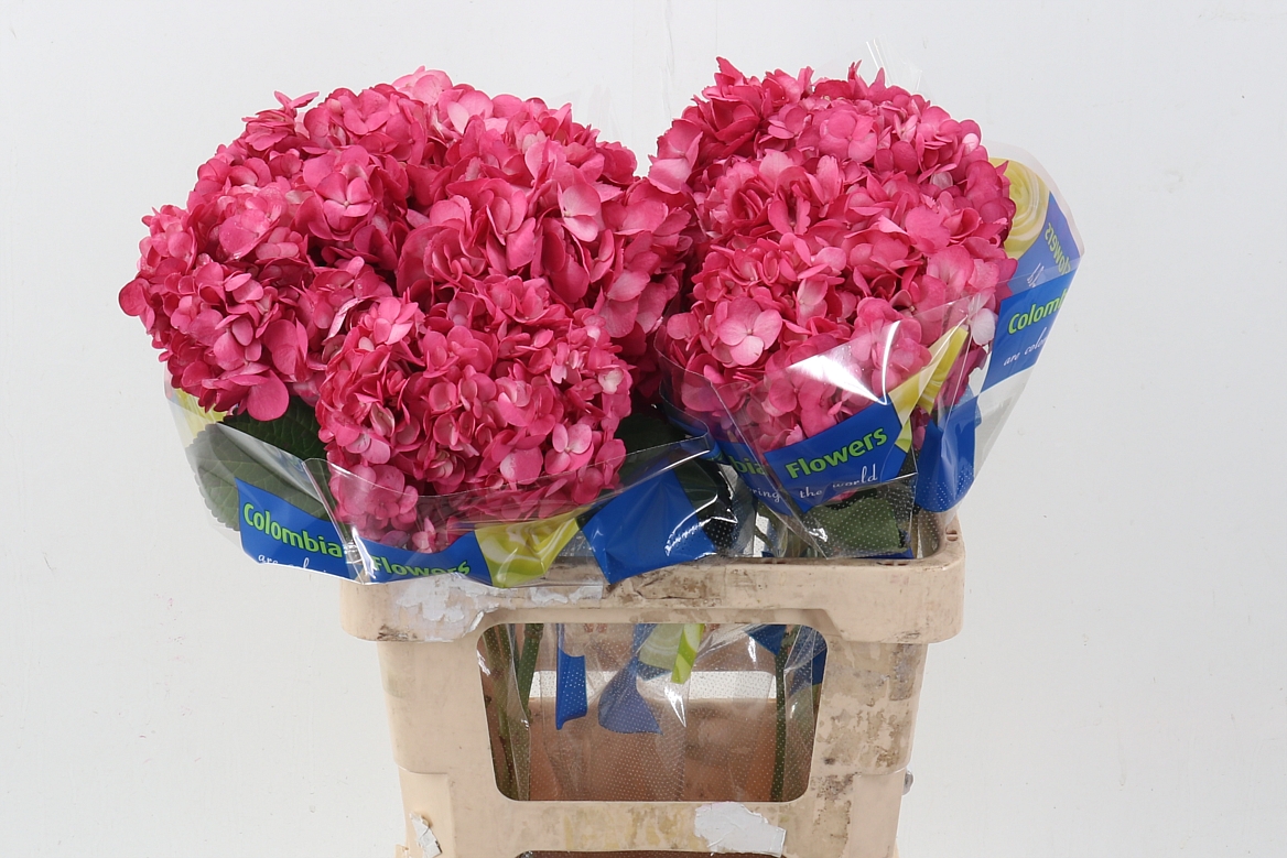 Hydrangea 60cm 15Ø