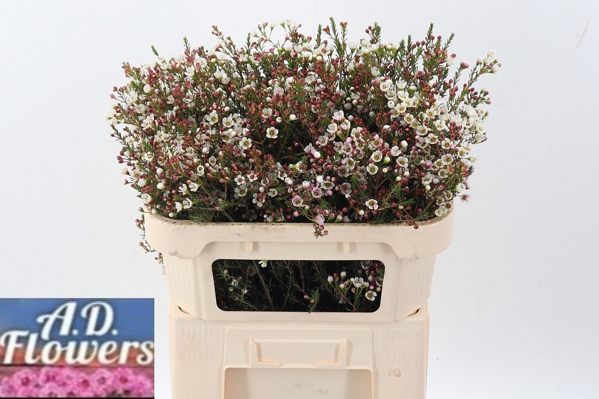 Chamelaucium Liron 70cm 40gram