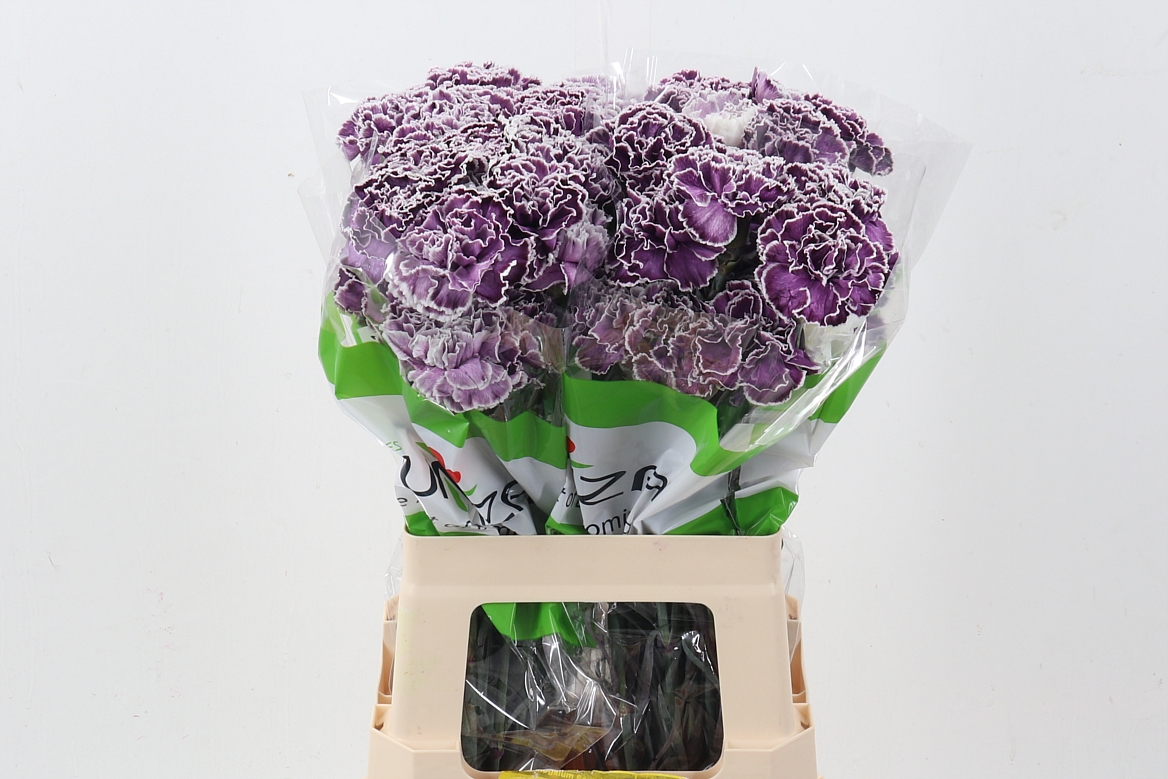 Dianthus St Painted 70cm