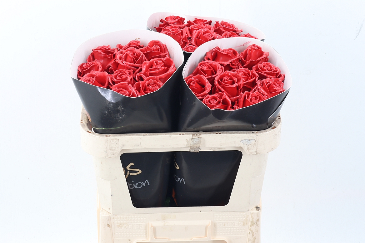 Rosa Waxed 70cm
