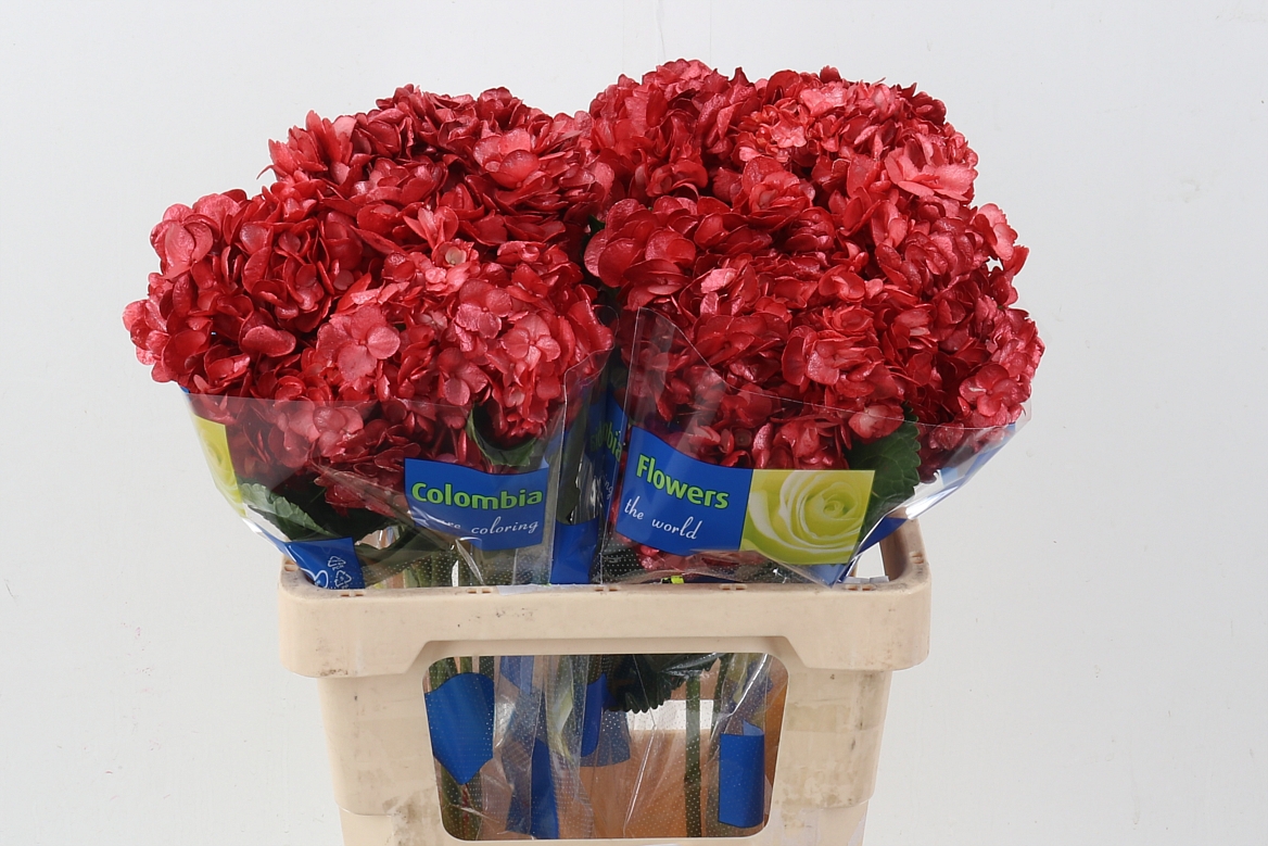 Hydrangea 60cm 15Ø