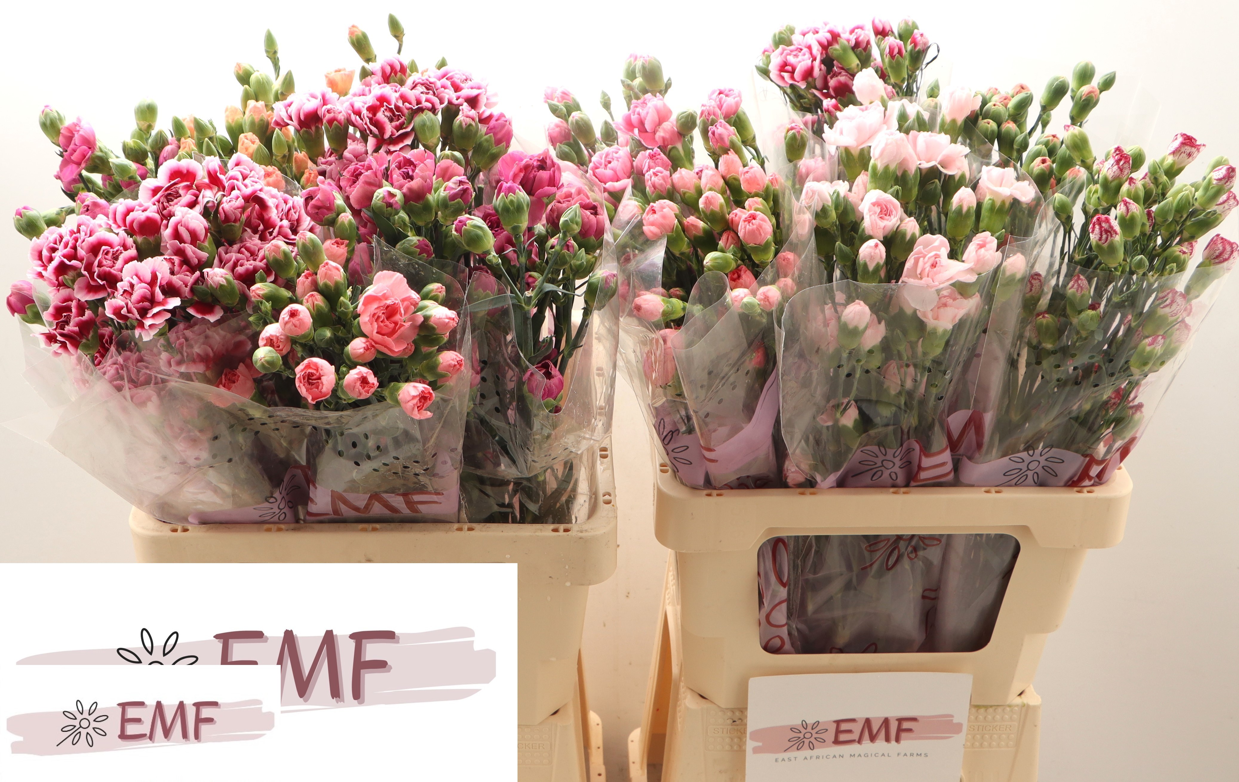 Dianthus Spray Mix 65cm
