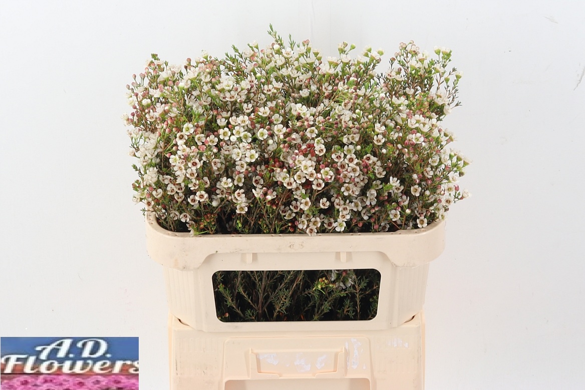 Chamelaucium Liron 70cm 52gram