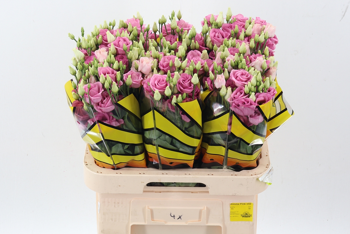 Lisianthus Double Rosita Pink 70cm