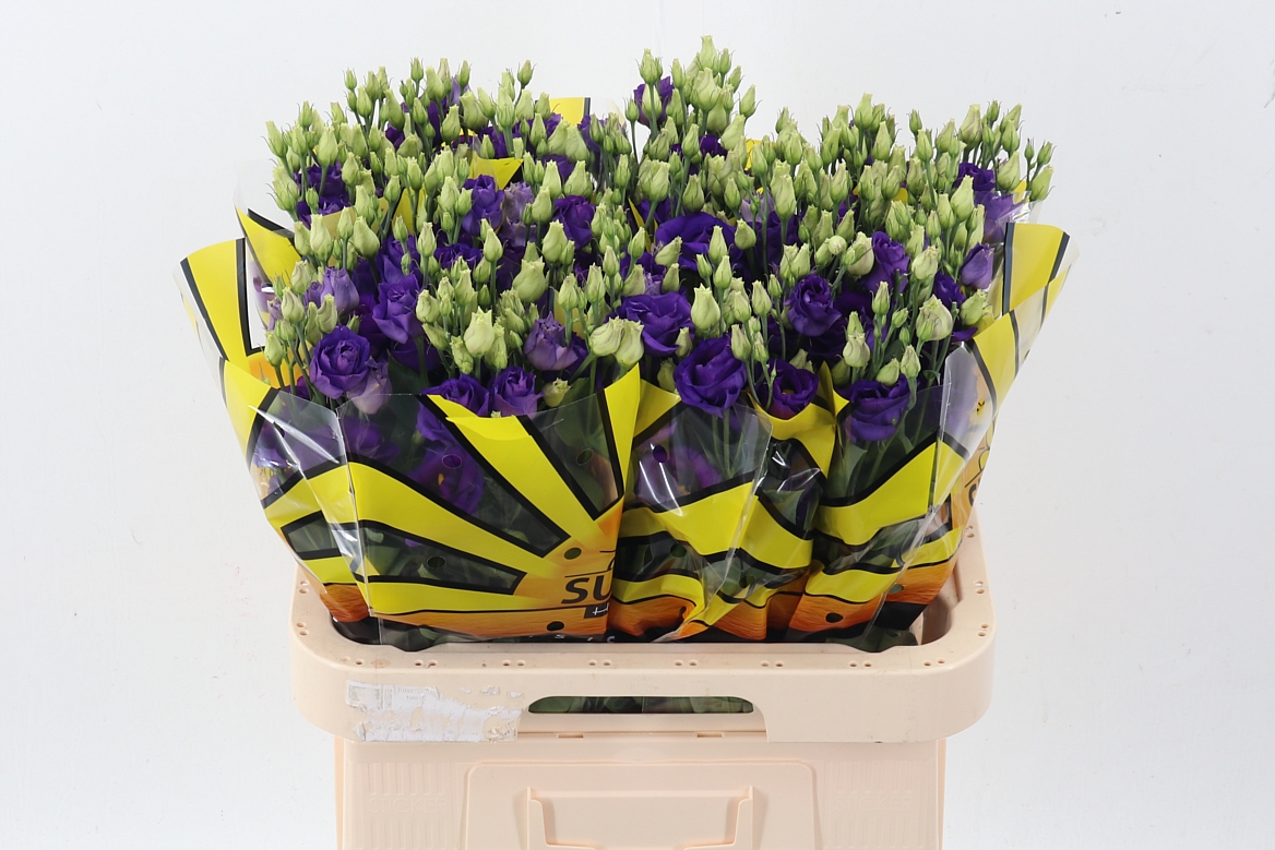 Lisianthus Double Rosita Blue 70cm