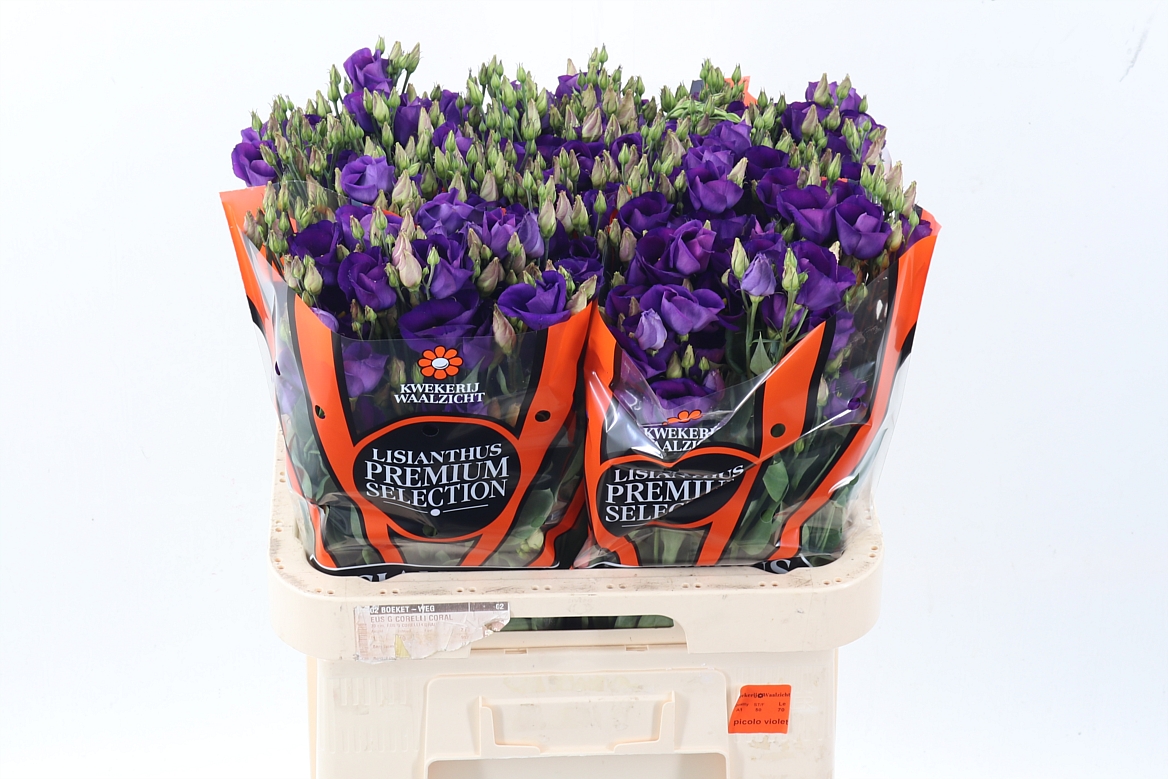 Lisianthus Single Piccolo Violet 70cm
