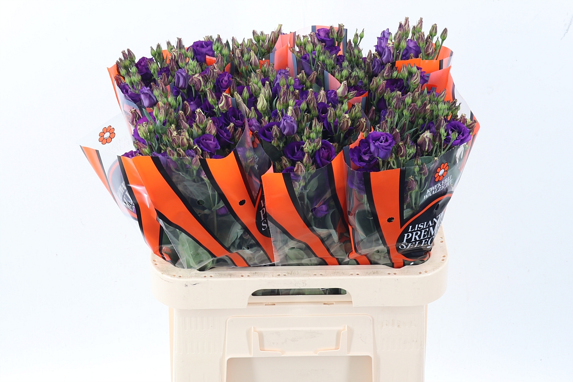 Eustoma Double Rosita Violet 70cm