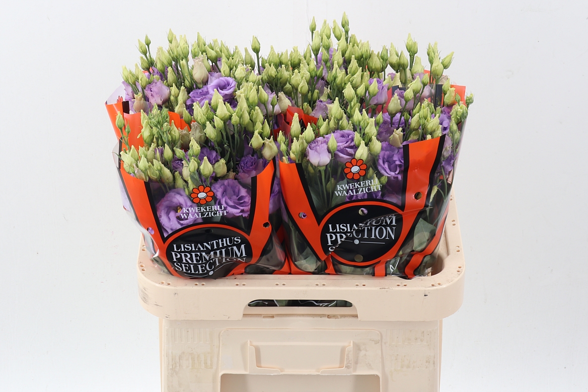 Eustoma Double Corelli Lavender 70cm