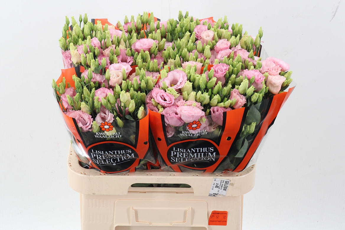 Lisianthus Double Lisanne Light Pink 70cm