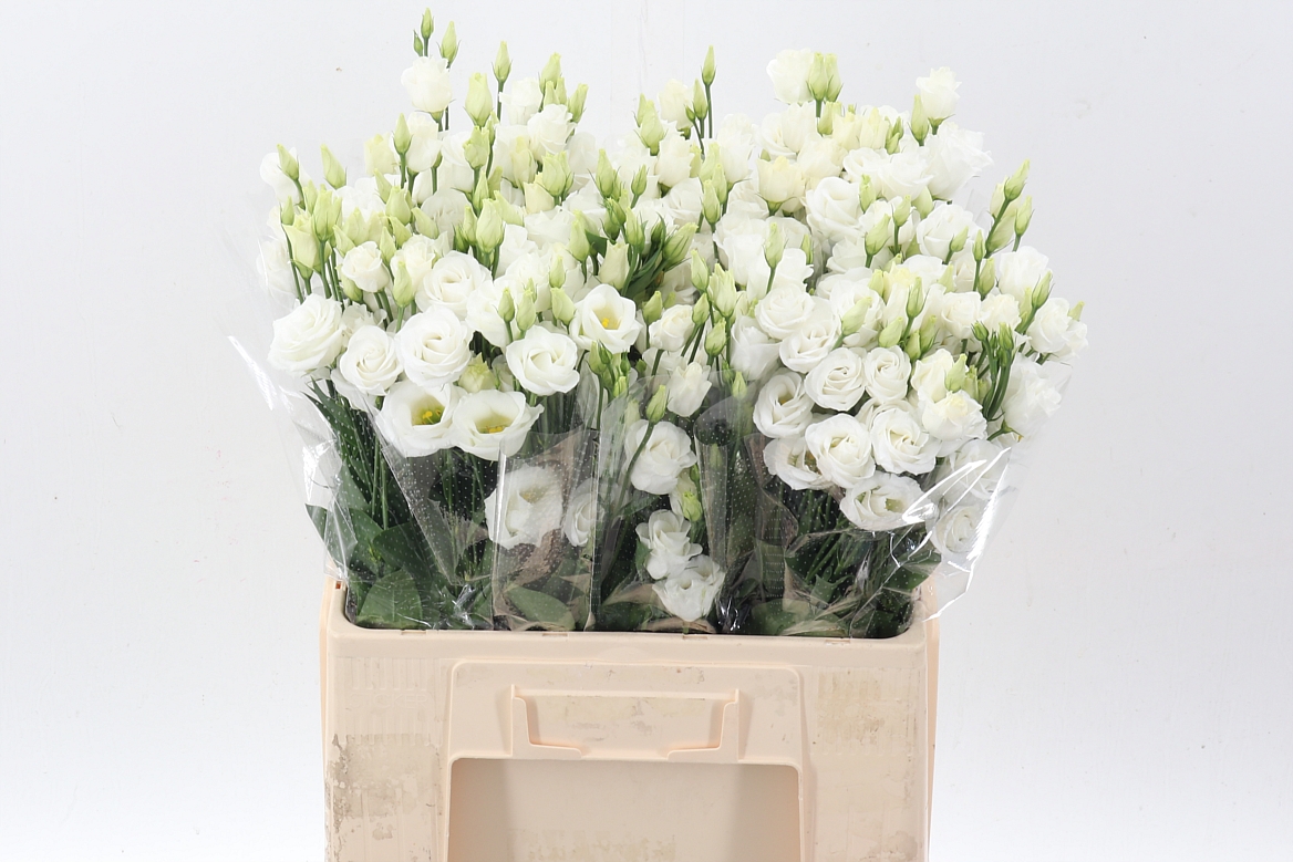 Eustoma Double Rosita White 65cm