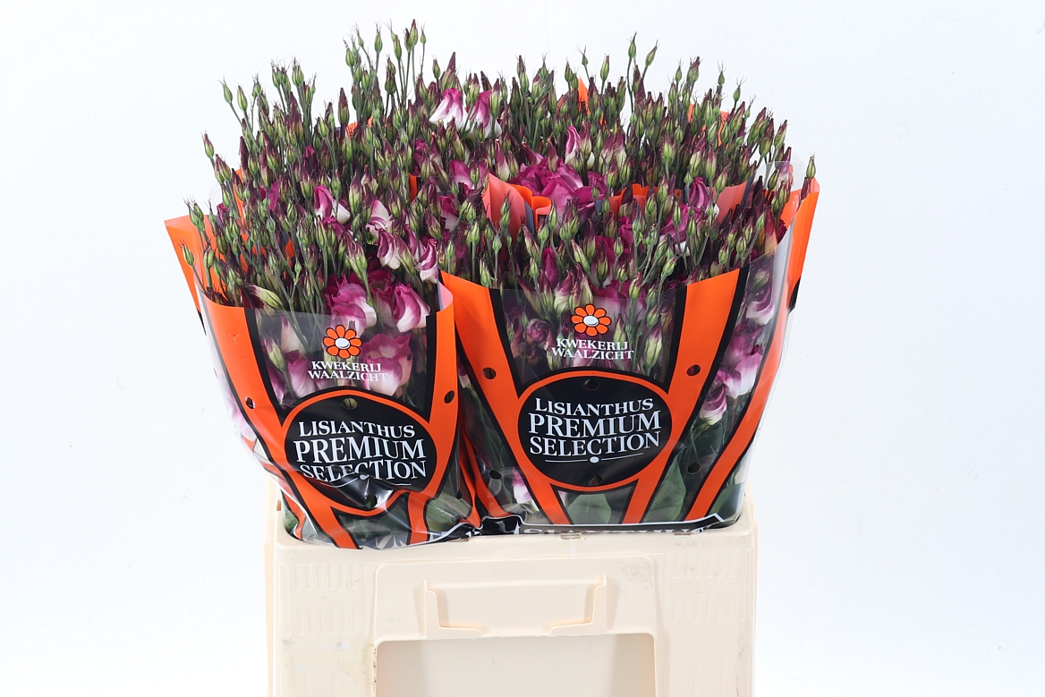 Eustoma Single Adom Red Picotee 65cm