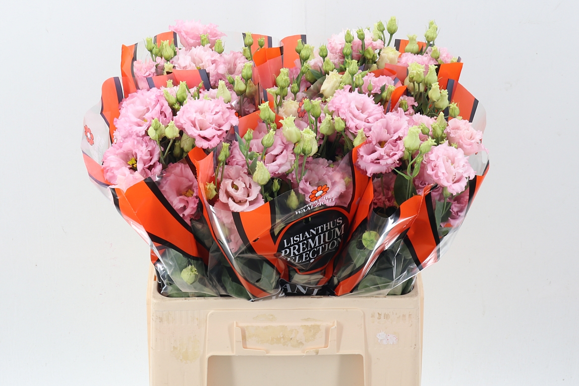 Eustoma Double Celebrich Queen 65cm